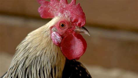 roosters have built-in earplugs